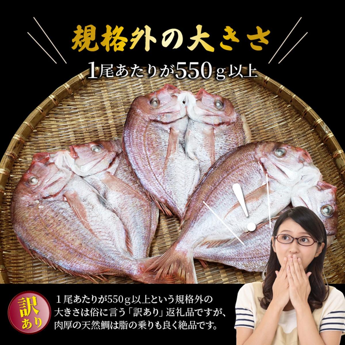 大分県国東市のふるさと納税 驚愕の大きさ！訳あり天然鯛の一夜干し1.8kg_1554R