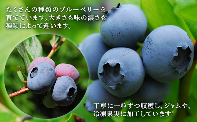 北海道南富良野町のふるさと納税 自家農園産・冷凍ブルーベリー1kg（500g×2袋）