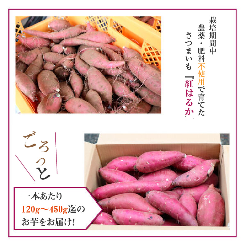 さつまいも 紅はるか 5kg 2022年10月発送開始 栽培期間中農薬不使用 芋 焼きいも 国産 宮崎県延岡市 送料無料 A0173 / 宮崎県延岡市  | セゾンのふるさと納税