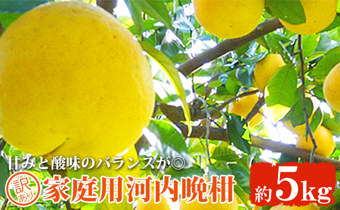 【訳あり】吉本農園の木取り完熟愛南ゴールド（河内晩柑）約5kg