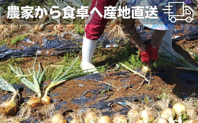 香川県綾川町のふるさと納税 新鮮採れたて綾川町産 たまねぎサイズ混合約10kg※2024年5月上旬より順次発送