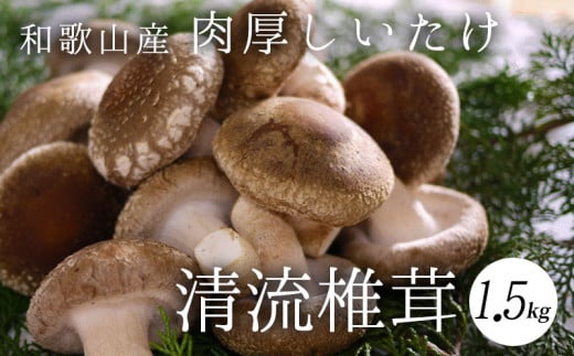 【和歌山県有田郡湯浅町】DM6001n_最高級 肉厚椎茸 清流椎茸 1.5kg【しいたけ シイタケ 椎茸 生椎茸 国産 和歌山産】