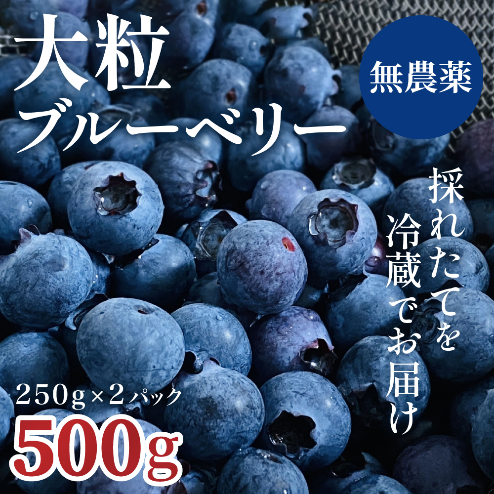 [予約受付]完熟ブルーベリー詰め合わせ(250g×2)011SW01N./フルーツ 新鮮 国産 農薬不使用 無農薬 果物 農作物 フルーツ お取り寄せ グルメ