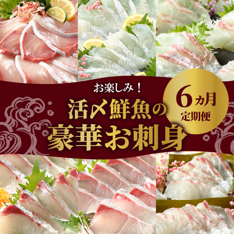 【お楽しみ定期便】延岡産活〆鮮魚の豪華お刺