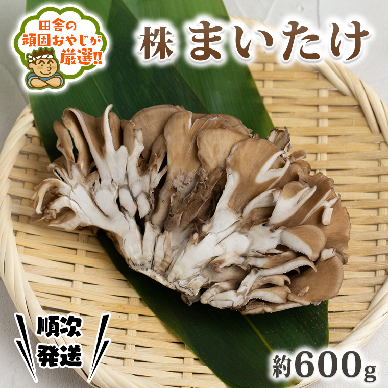 山形県高畠産　松茸　五本 山形県 高畠産 松茸 【公式通販】