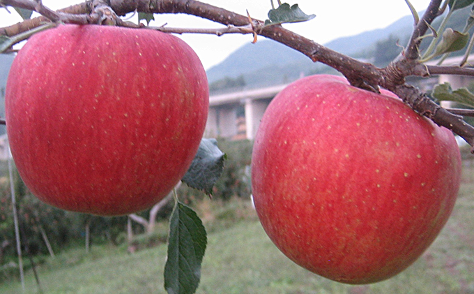 JAながの りんご　シナノスイート【秀品】約10kg