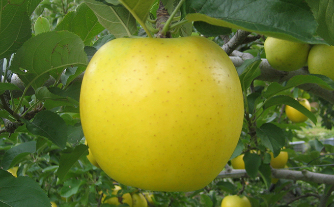 JAながの りんご　シナノゴールド【秀品】約5kg