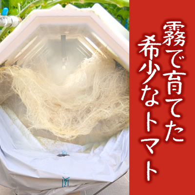 【血圧が気になるあなたに！機能性表示食品】 霧のGABAトマト 300ｇ×12パック 兵庫県 西脇市 霧のいけうち トマト 野菜 青果 希少 GABA  甘い 甘味 酸味|株式会社いけうち