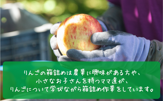 長野県飯綱町のふるさと納税 ＼農家応援企画／【令和7年度先行予約返礼品】りんご サンふじ 3kg （約 8 ～ 13玉 ） 訳あり ～ 家庭用 《 ふじ リンゴ 林檎 訳アリ わけあり 不揃い 果物 くだもの フルーツ 長野県産 長野 お試し 9000円 9000 》 令和7年収穫分 2025年11月下旬から2026年2月上旬頃までお申込み順に発送予定 長野県 飯綱町 [0566]