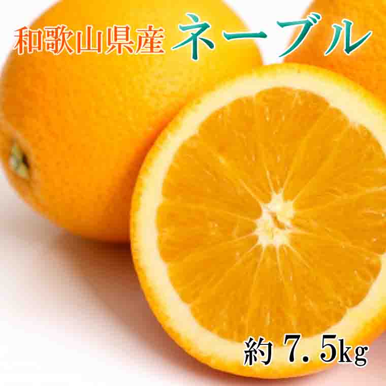 ZD6347_【濃厚】 和歌山県産 ネーブルオレンジ 7.5kg (サイズおまかせ)