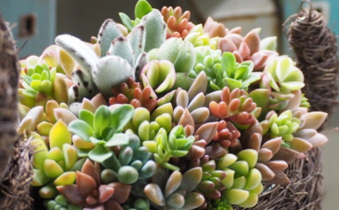 まるで多肉の宝石箱 チビわんこの多肉植物 寄せ植え 1個 福岡県朝倉市 ふるさと納税サイト ふるさとプレミアム