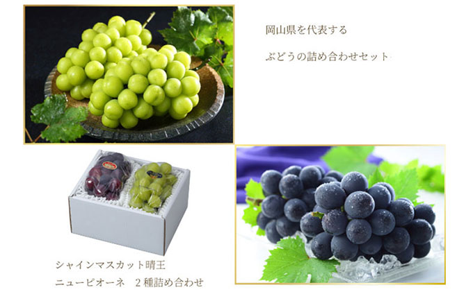 セボンスター 2021 No.1 オーロラプラ フルーツ グレープ ぶどう