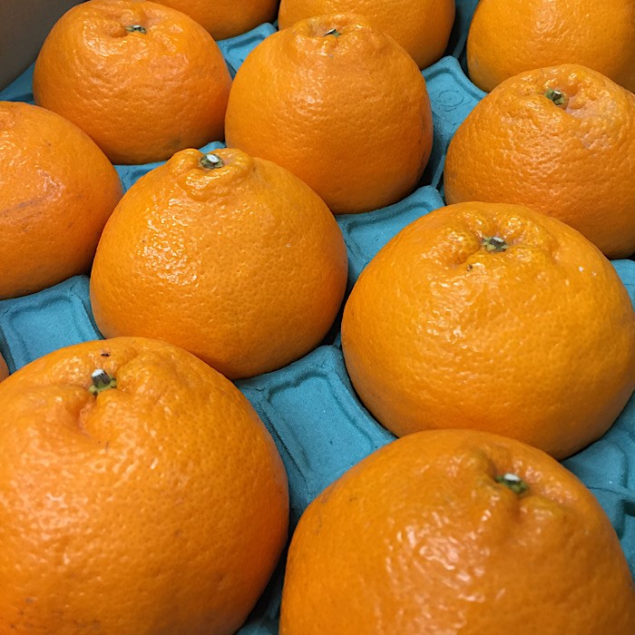 【和歌山県美浜町】和歌山産 不知火 【12玉〜20玉】 秀品 ※2026年2月上旬〜4月下旬頃に順次発送予定 ※北海道・沖縄・離島への配送不可