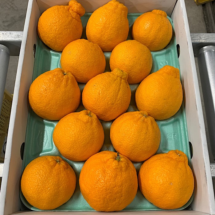 【和歌山県美浜町】和歌山産 不知火 【9玉〜15玉】化粧箱入り ※2026年2月上旬〜4月下旬頃に順次発送予定 ※北海道・沖縄・離島への配送不可