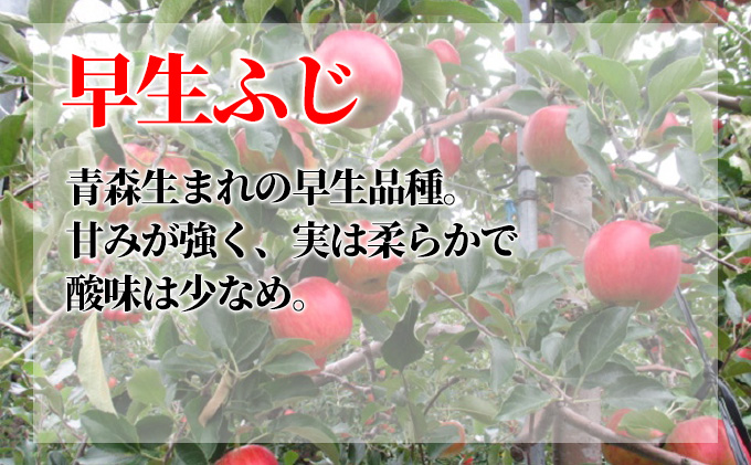 10月 家庭用 葉取らず 早生ふじ 約10kg【訳あり】【青森りんご・鶴翔りんごGAP部会】 / 青森県鶴田町 | セゾンのふるさと納税