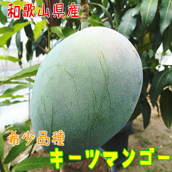 AB7017_【超希少マンゴー】濃厚キーツマンゴー 800g (1～2玉)（和歌山県有田郡湯浅町） ふるさと納税サイト「ふるさとプレミアム」