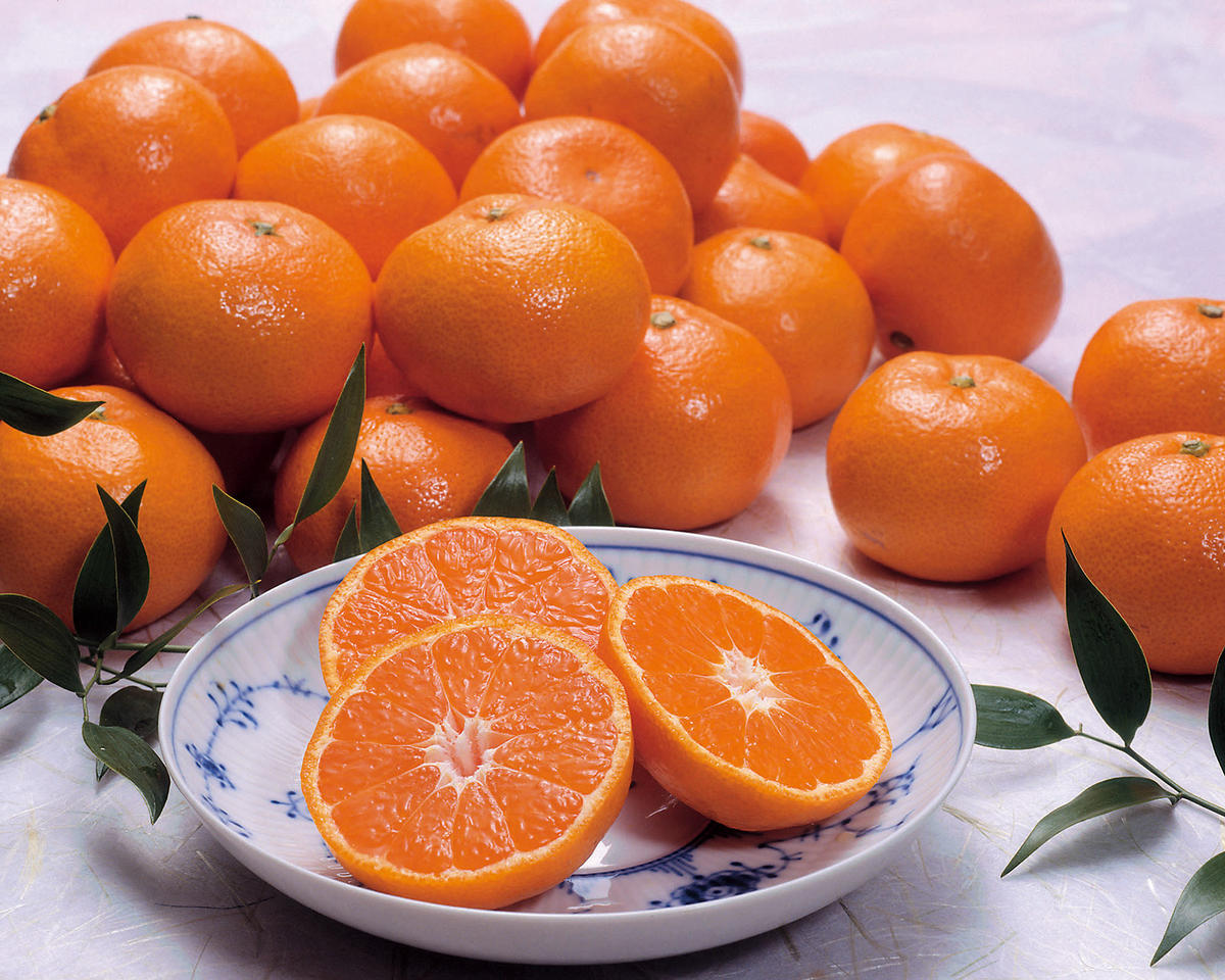 ☆先行予約☆希少な国産バレンシアオレンジ 7kg オレンジ 柑橘類 かんきつ類 柑橘 かんきつ 柑橘系 果物 くだもの フルーツ 果実 旬の果物 旬のフルーツ お取り寄せ 名産品 特産品 バレンシアオレンジ 食べ物