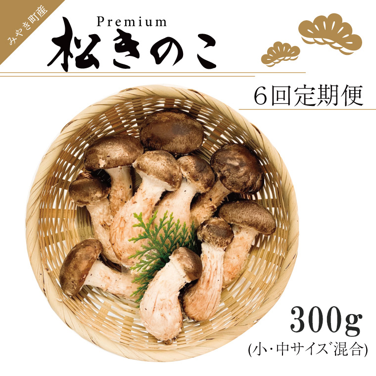 EW015 訳ありお得な高級松きのこサイズ不揃い家庭用300g 年6回 EW015 訳ありお得な高級松きのこサイズ不揃い家庭用300g 年6回