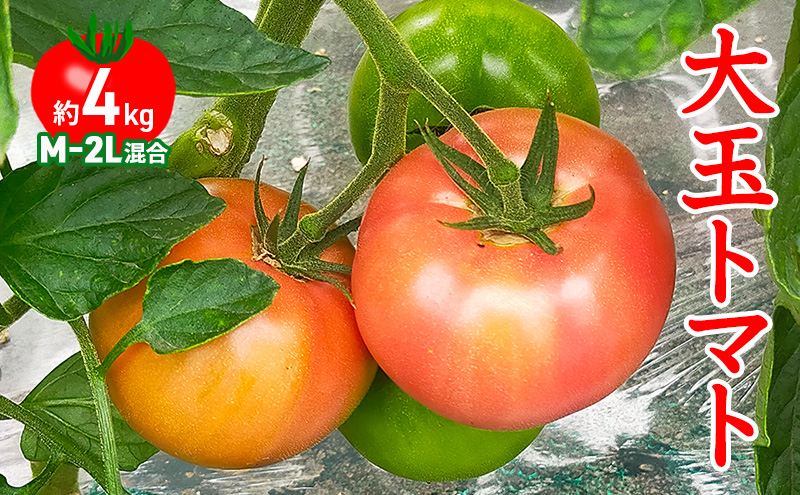 ◆2023年7月から順次出荷◆ farmユメソラ 大玉 トマト「桃太郎」約4kg