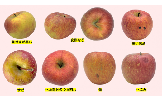 りんご 訳あり サンふじ 3kg 長野県 霜被害支援への御礼企画 感謝りんご 光センサー選果 令和4年度収穫分 沖縄および離島への配送不可 22年11月下旬頃から順次発送予定 長野県飯綱町 1210 長野県飯綱町 セゾンのふるさと納税