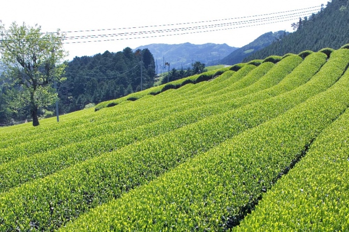 宇治ほうじ茶ティーバッグ 3g×20個入×5袋 / 京都府宇治田原町 | セゾン