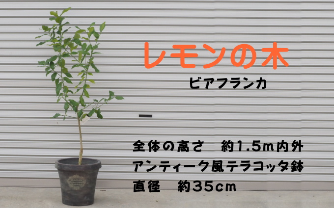 大きめサイズ レモンの木鉢植え（ビアフランカ）※配送不可：北海道・沖縄・離島（福岡県朝倉市） | ふるさと納税サイト「ふるさとプレミアム」