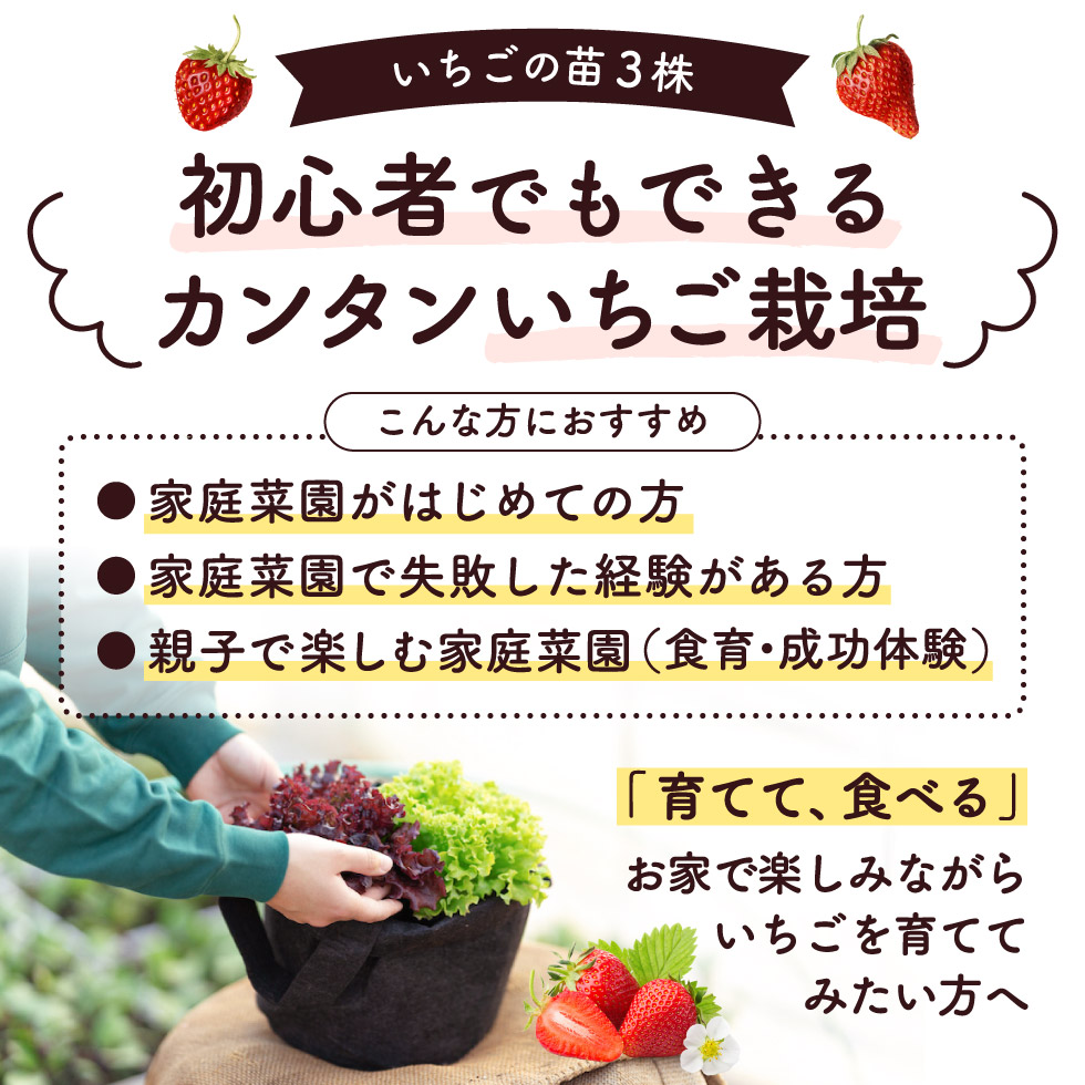 018bk01n 予約受付 いちご栽培キット いちご苗3プランター プランターカラー ブラック 兵庫県市川町 セゾンのふるさと納税