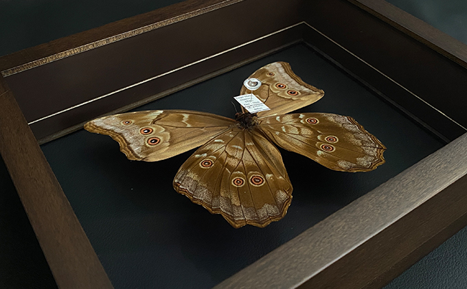 日本最大の 蝶の標本 ジャングルを舞う宝石(特特A) その他 - www.cfch.org
