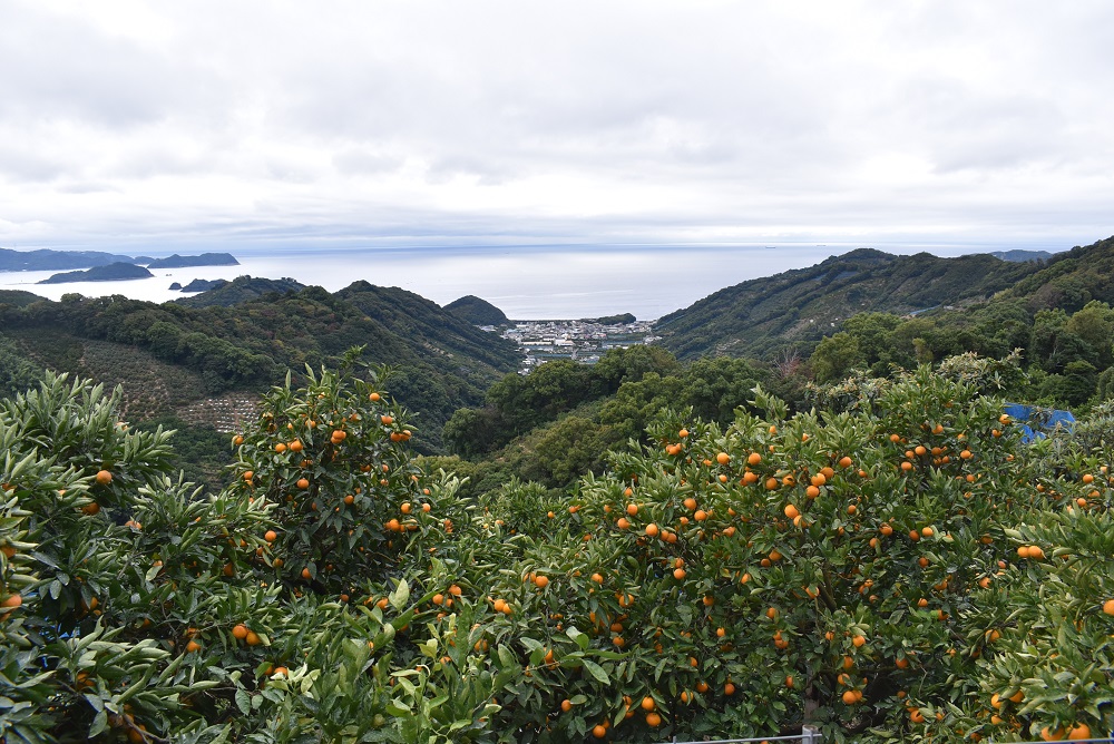 和歌山県湯浅町のふるさと納税 U6240n_「高級 田村みかん」 青秀 約3kg Lサイズ 和歌山県有田産 有田みかん