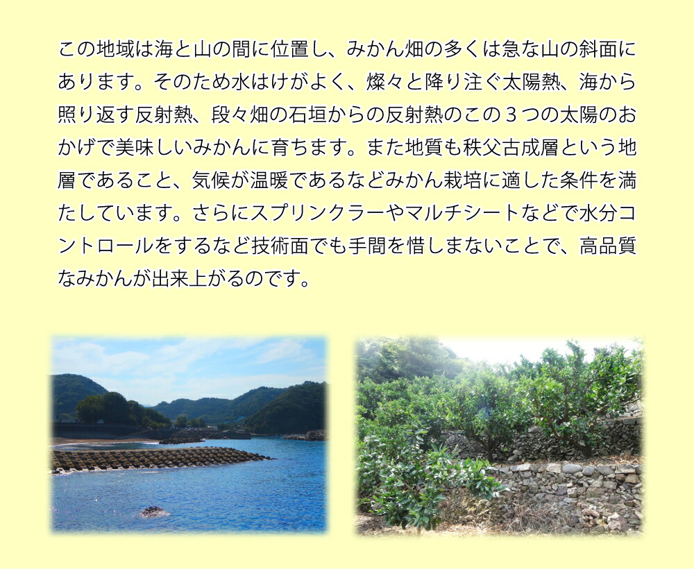 和歌山県湯浅町のふるさと納税 U6240n_「高級 田村みかん」 青秀 約3kg Lサイズ 和歌山県有田産 有田みかん