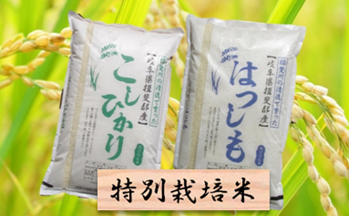 特別栽培米★白米4kg 【ハツシモ・コシヒカリ】