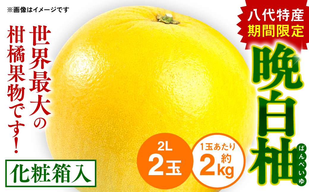 期間限定 八代特産 晩白柚(ばんぺいゆ)2Lサイズ(約2kg)×2玉