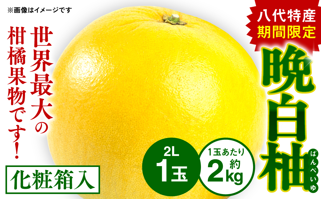 八代特産 晩白柚(ばんぺいゆ)2Lサイズ(約2kg) ×1玉
