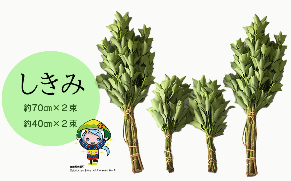 y{茧z  4 Zbg 70cm 40cm e2 [݉ {茧  31ay0003]  VL~ ފ   ފ Q {茧Y Y ①