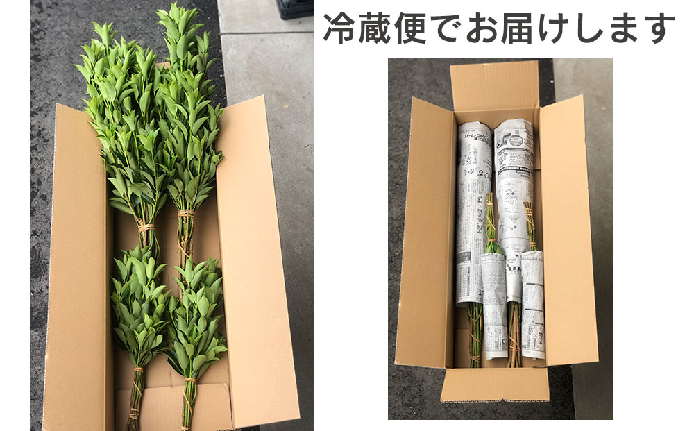 しきみ しきび 4束 セット 70cm 40cm 各2束 [中村しきみ園 宮崎県 美郷