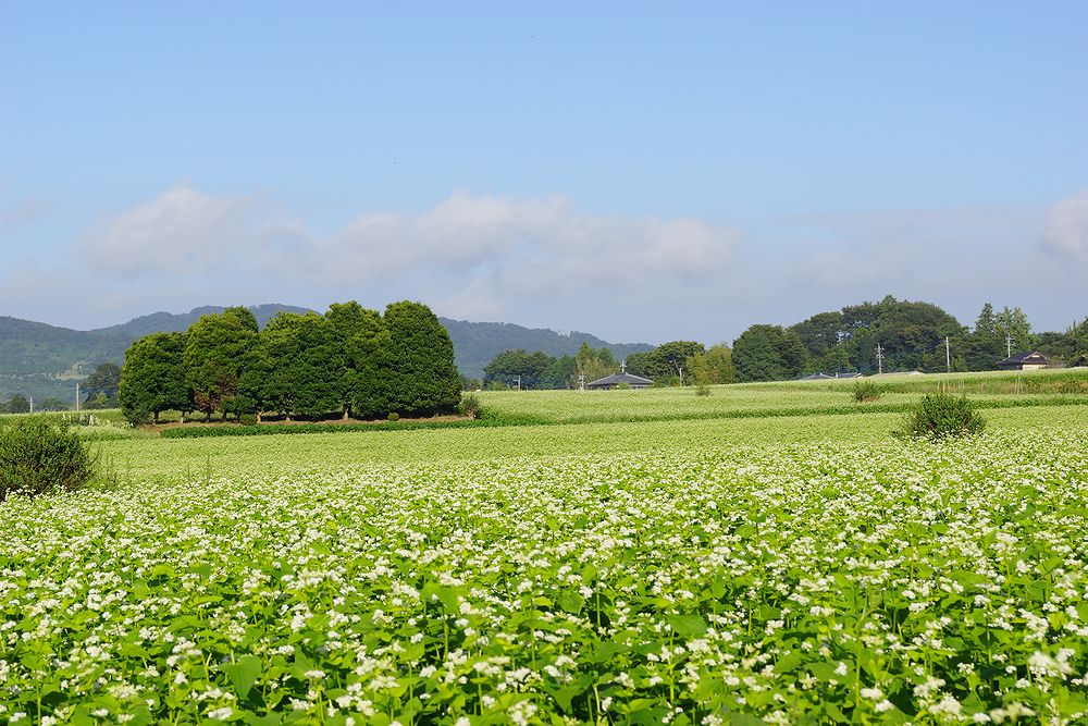 茨城県行方市のふるさと納税 DX-1【茨城県共通返礼品/桜川市】【常陸秋そば】石臼挽き早刈りそば粉1ｋｇ×3袋入