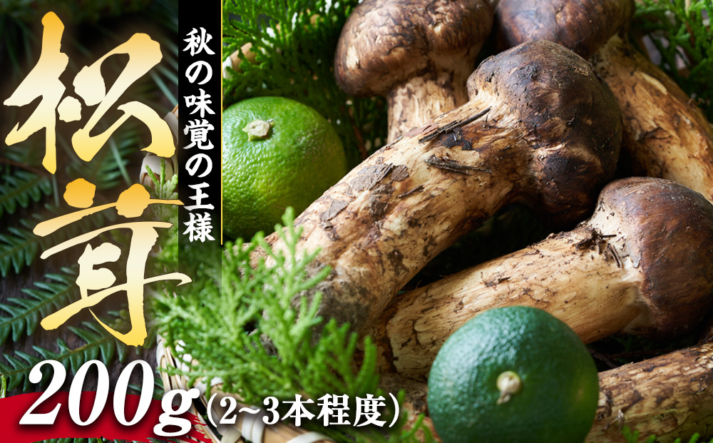 松茸 200g 2～3本程度 箕輪町産 秋の味覚 まつたけ マツタケ きのこ キノコ 旬の野菜 信州 長野 長野県 / 長野県箕輪町 |  セゾンのふるさと納税