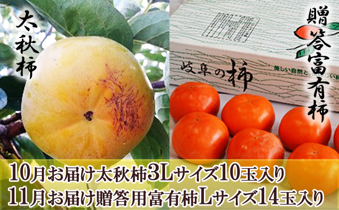 [全2回お届け]太秋柿(10玉)&贈答富有柿(14玉)食べ比べセット