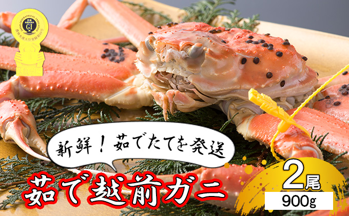 【年内届け】茹で越前ガニ【期間限定】食通もうなる本場の味をぜひ、ご堪能ください。約900g 2尾セット 越前がに 越前かに 越前カニ カニ ボイルガニ