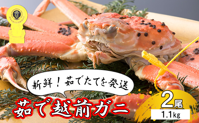 茹で越前ガニ【期間限定】食通もうなる本場の味をぜひ、ご堪能ください。約1.1kg 2尾セット 越前がに 越前かに 越前カニ カニ ボイルガニ