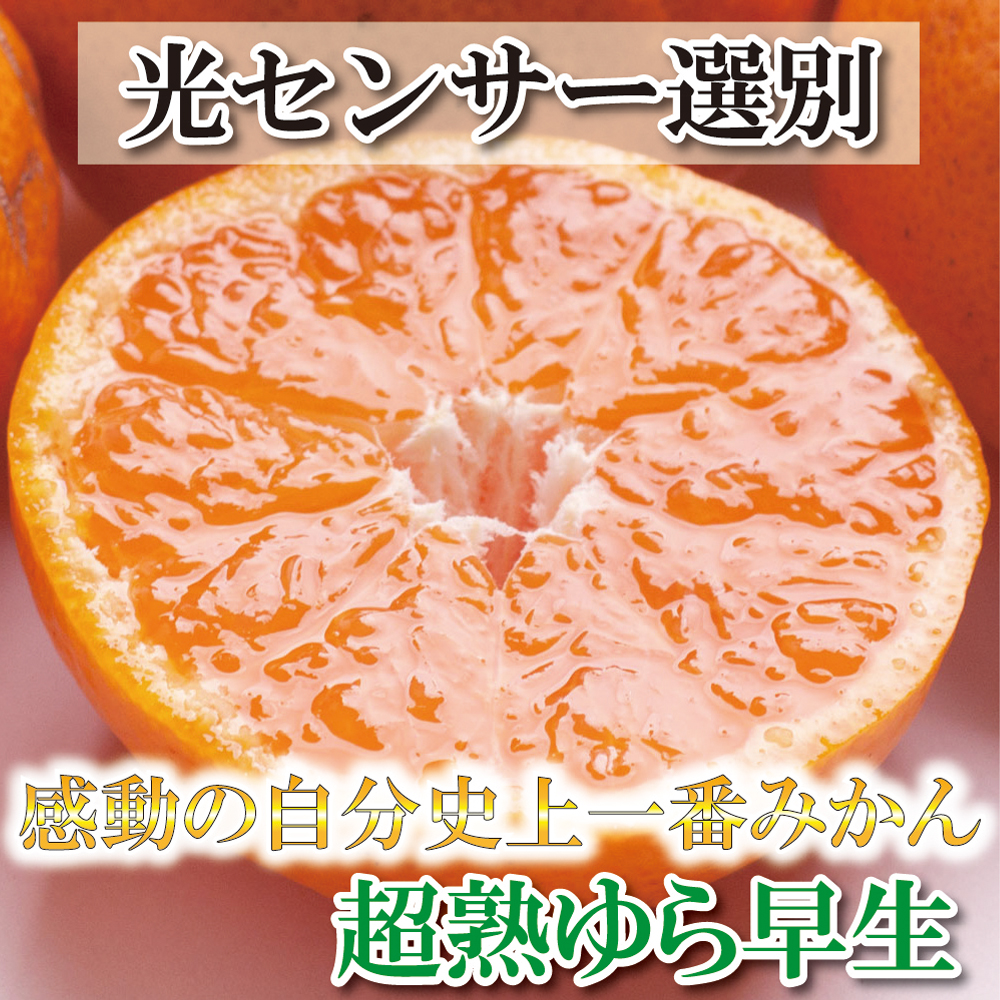 家庭用 超熟有田みかん8kg 240g 2022年11月〜12月下旬ごろに順次発送 傷み補償分