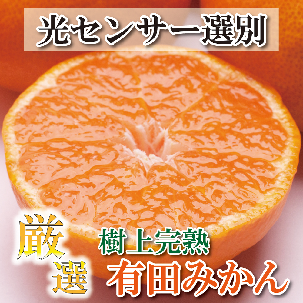 在庫安い ＜5月より発送＞家庭用旬の柑橘詰合せ6.5kg+195g（傷み補償分）：和歌山県和歌山市