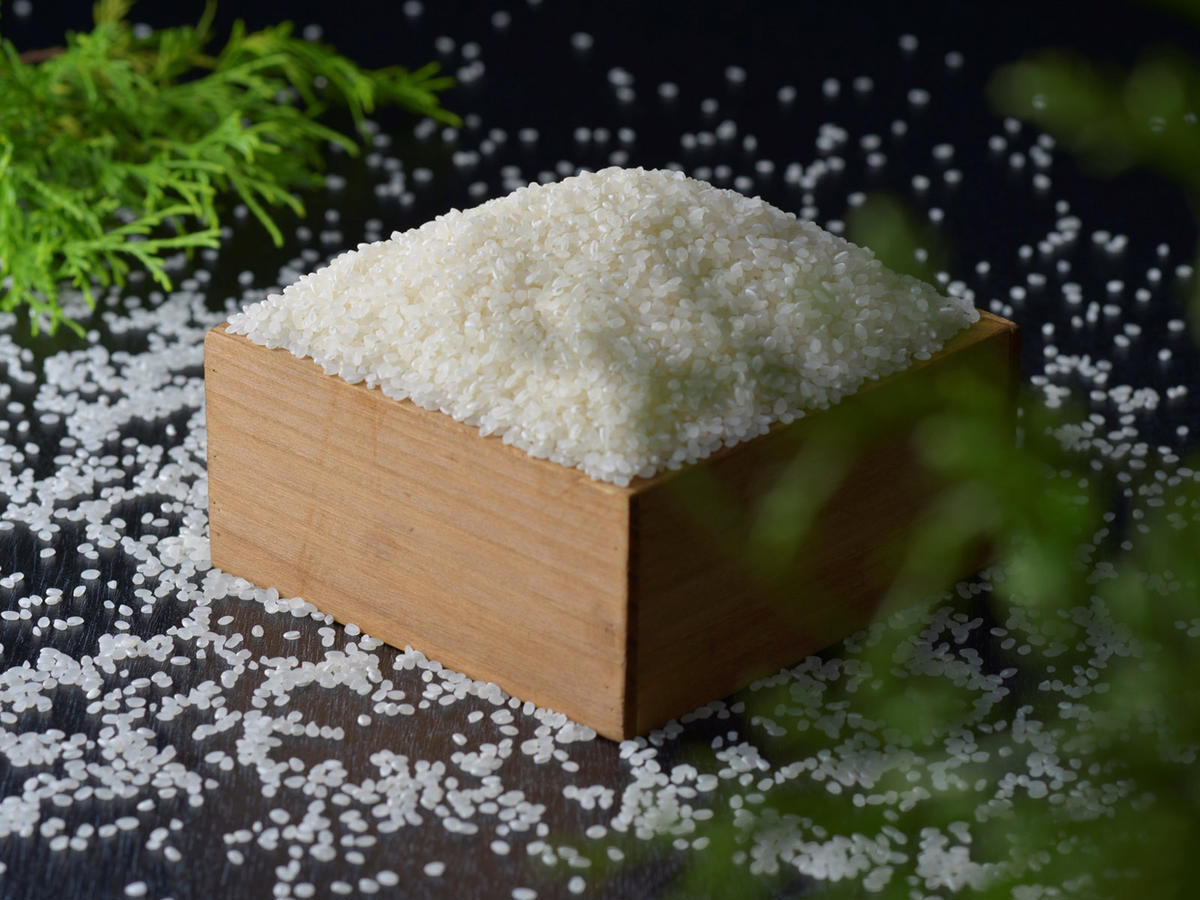 6ヶ月連続お届け】【令和5年産】コシヒカリ 10kg 白米