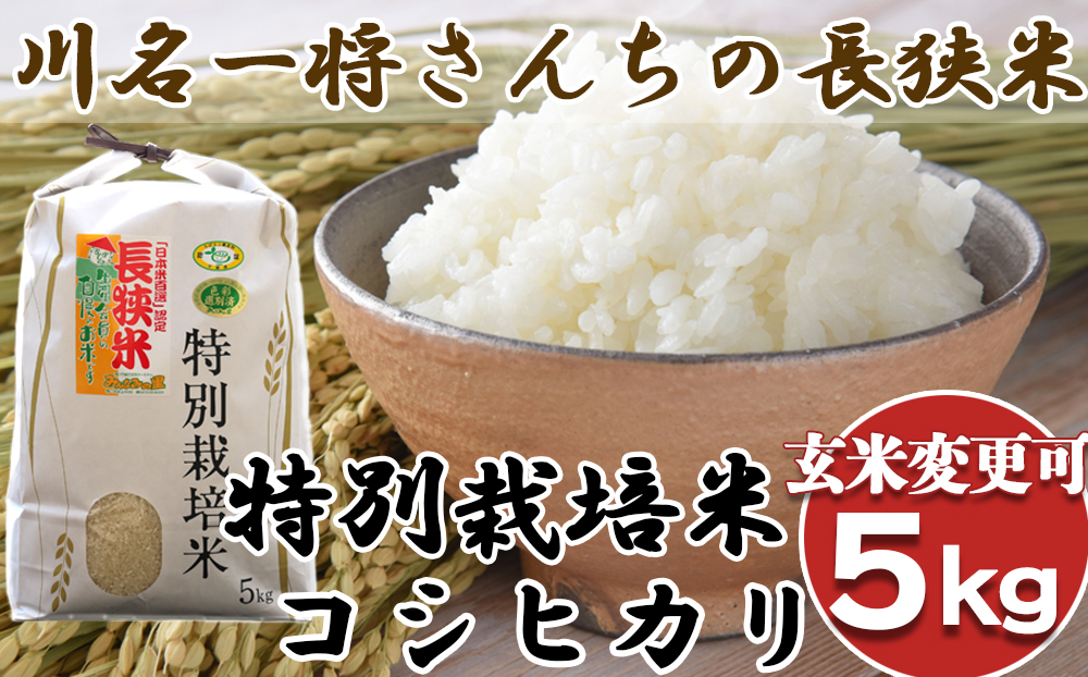コシヒカリ　新米　精米　白米　玄米