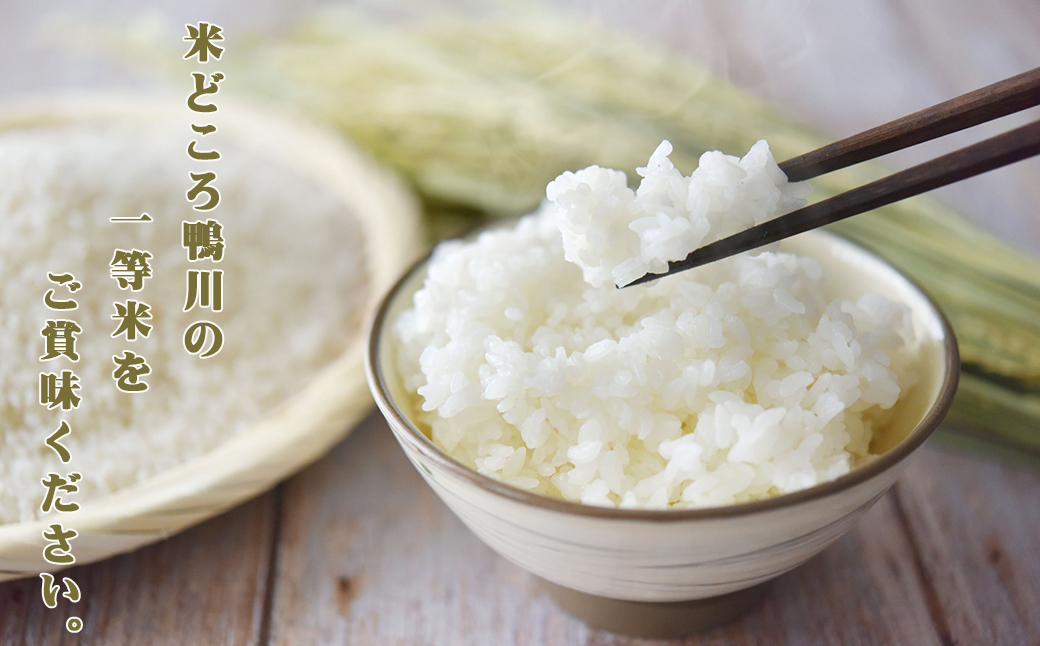 千葉県産 令和5年コシヒカリ玄米10kg減農薬栽培 - 米