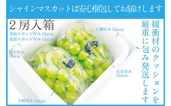 シャインマスカット 晴王 2房（合計約1.1kg） 岡山県産 種無し 皮ごと食べる みずみずしい 甘い フレッシュ 晴れの国 おかやま 果物大国（岡山県 浅口市） | ふるさと納税サイト「ふるさとプレミアム」