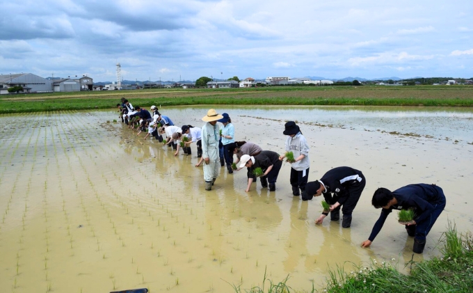 米 【令和5年産】神大のおこめ（特別栽培米ヒノヒカリ）玄米30kg（兵庫県加西市） ふるさと納税サイト「ふるさとプレミアム」