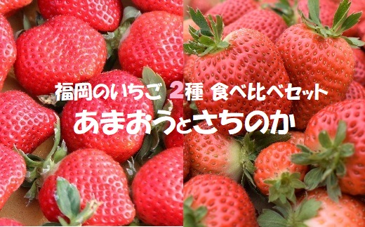 [2025年1月より順次発送]福岡県産ブランドいちご2種食べ比べセット「あまおう」「さちのか」各2パック計1,160g★あんずの里[F0073]