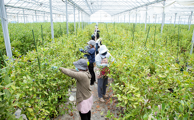 静岡県浜松市のふるさと納税 【2024年6月上旬以降順次発送】ブルーベリージェラート　6個入り【配送不可：離島】 お菓子 冷凍