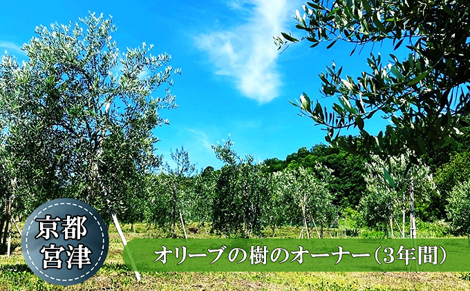 京都宮津　オリーブの樹のオーナー（3年間）（京都府宮津市）　ふるさと納税サイト「ふるさとプレミアム」